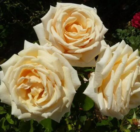 Roze 'Diamond Jubilee'